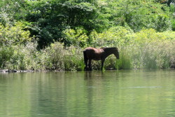 Horse by River